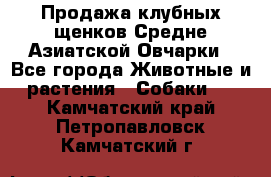 Продажа клубных щенков Средне Азиатской Овчарки - Все города Животные и растения » Собаки   . Камчатский край,Петропавловск-Камчатский г.